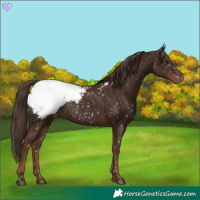 Horse Color:Liver Chestnut Appaloosa Rabicano