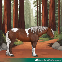 Horse Color:Silver Bay Tobiano Appaloosa 