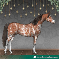 Horse Color:Bay Sabino Rabicano  and Bay Sabino Appaloosa Rabicano 