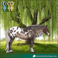 Horse Color:White Spotted Silver Brown Tobiano Appaloosa 