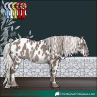 Horse Color:White Spotted Silver Grullo Mushroom Appaloosa 