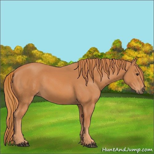 Horse Color:Unknown 