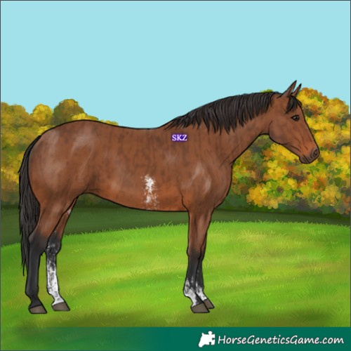 Horse Color:Brown Sabino Rabicano  and Bay Sabino Rabicano 