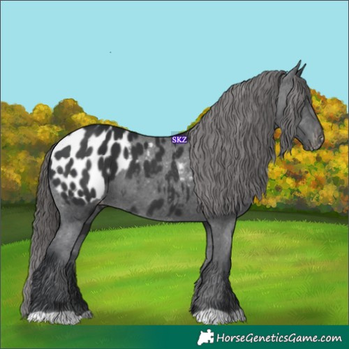 Horse Color:Black Appaloosa 