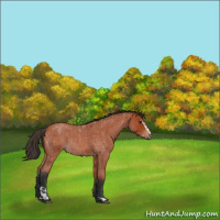Horse Color:Bay Roan Sabino Rabicano and Bay Roan Sabino Rabicano