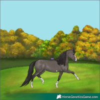 Horse Color:Smoky Grullo 