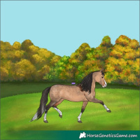 Horse Color:Bay Dun Splash 