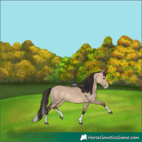 Horse Color:Bay Dun Splash 