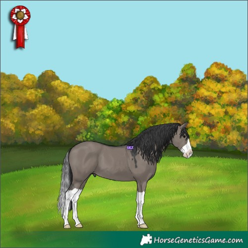 Horse Color:Grullo Splash 