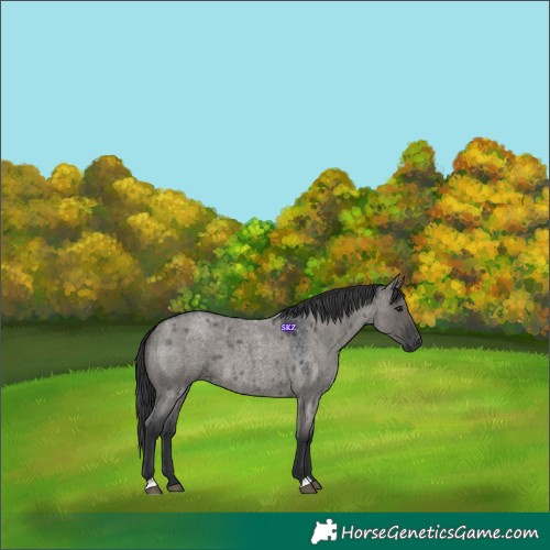 Horse Color:Grullo Roan 