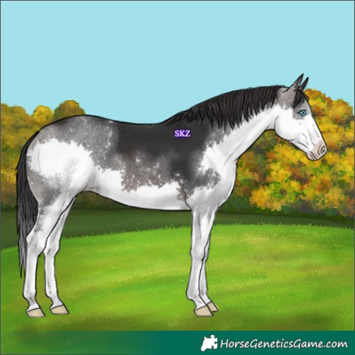 Horse Color:Brown Splash 