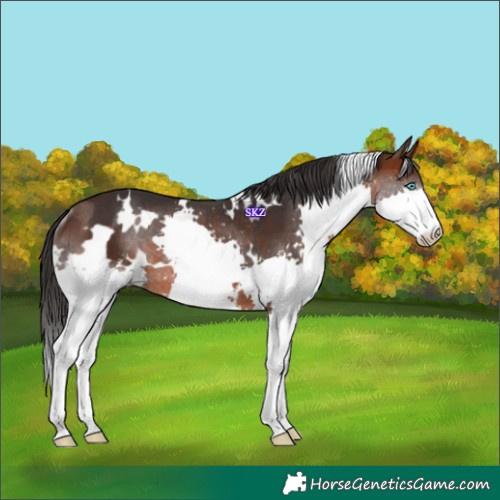 Horse Color:White Spotted Brown Splash Rabicano
