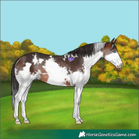 Horse Color:White Spotted Brown Splash Rabicano 