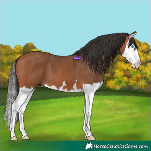 Horse Color:Bay Splash 