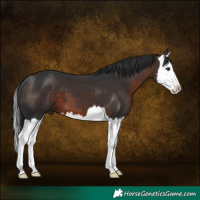 Horse Color:Brown Splash
