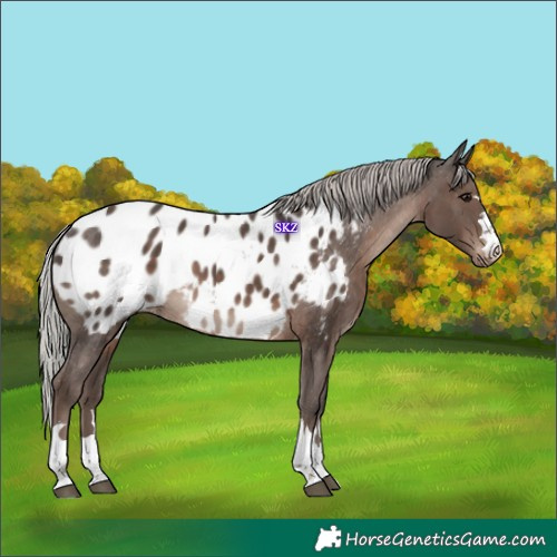 Horse Color:Silver Black Mushroom Appaloosa