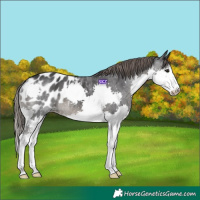 Horse Color:Black Splash Appaloosa 