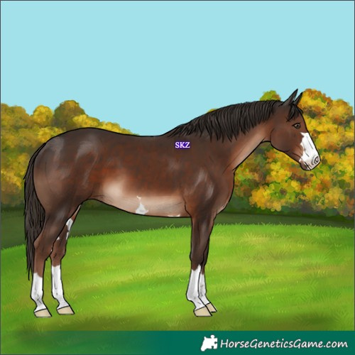 Horse Color:Liver Chestnut 