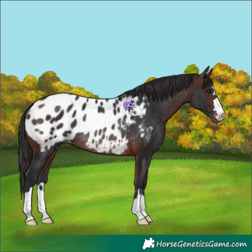 Horse Color:Brown Blanket Rabicano
