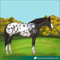 Horse Color:Brown Appaloosa Rabicano 