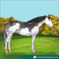 Horse Color:Smoky Black Mushroom Splash 