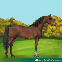 Horse Color:Brown Sabino Rabicano  and Brown Sabino 