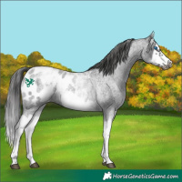 Horse Color:White Spotted Blue Roan Splash Frame Appaloosa 