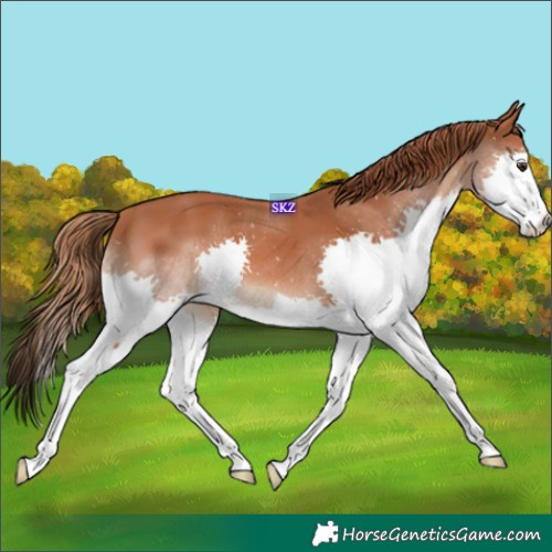 Horse Color:Chestnut Splash 