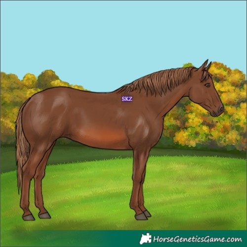 Horse Color:Chestnut Rabicano 