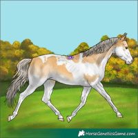 Horse Color:Palomino Splash Tobiano 