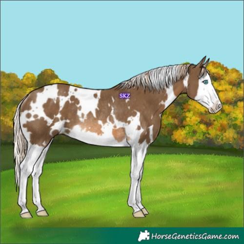 Horse Color:White Spotted Chocolate Palomino Splash Rabicano 