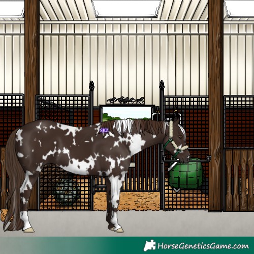 Horse Color:White Spotted Liver Chestnut 
