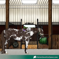 Horse Color:White Spotted Liver Chestnut 