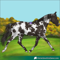 Horse Color:White Spotted Liver Chestnut