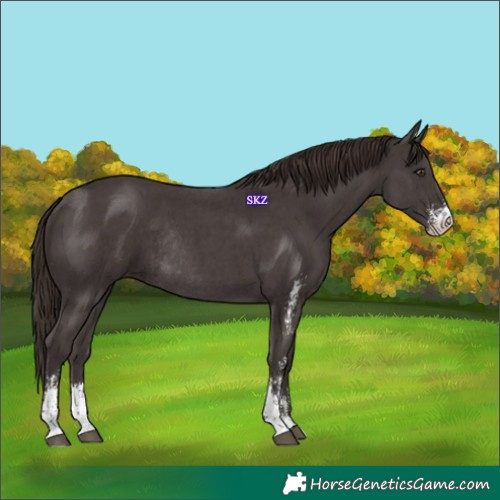 Horse Color:Liver Chestnut Sabino Rabicano