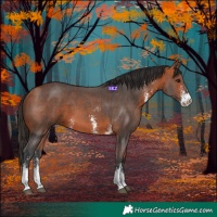 Horse Color:Bay Sabino