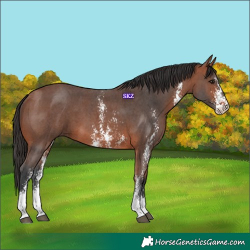 Horse Color:Bay Sabino 