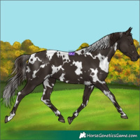 Horse Color:White Spotted Liver Chestnut 
