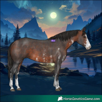 Horse Color:Bay Sabino 
