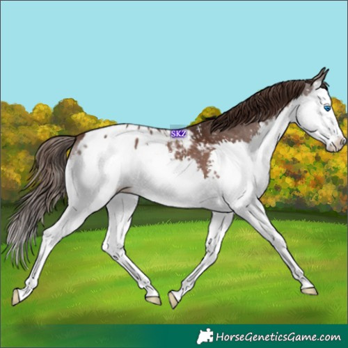 Horse Color:Liver Chestnut Sabino Splash Appaloosa 