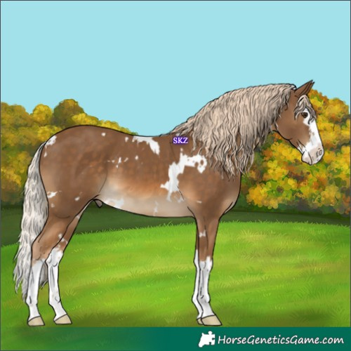 Horse Color:White Spotted Chocolate Palomino Splash 