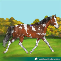 Horse Color:White Spotted Bay Splash 