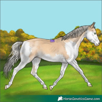 Horse Color:Gold Cream Champagne Splash 