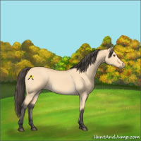 Horse Color:Buckskin Dun 