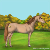 Horse Color:Red Dun 