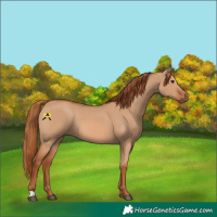 Horse Color:Red Dun 