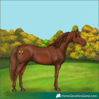 Horse Color:Chestnut 