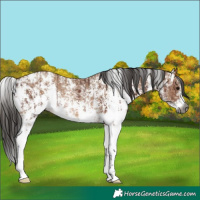 Horse Color:Gray Bay Sabino Rabicano  and Gray Amber Champagne Sabino Rabicano 