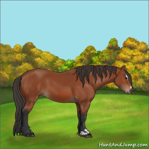 Horse Color:Bay Sabino Rabicano and Bay Sabino Rabicano