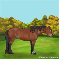 Horse Color:Bay Sabino Rabicano  and Bay Sabino Rabicano 